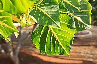 固定视角生存恐怖游戏《生者回声》试玩推出